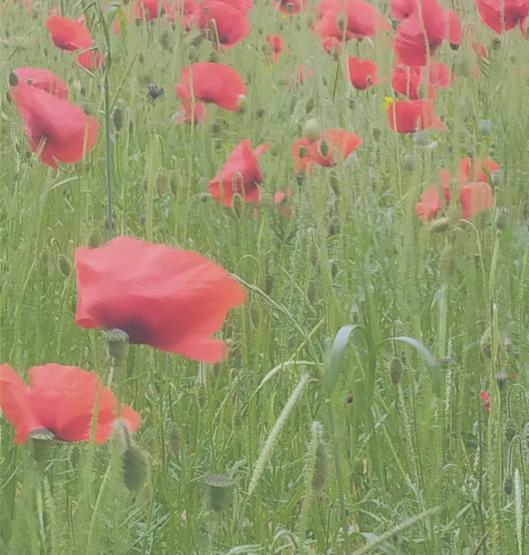 Des coquelicots dans les herbes hautes