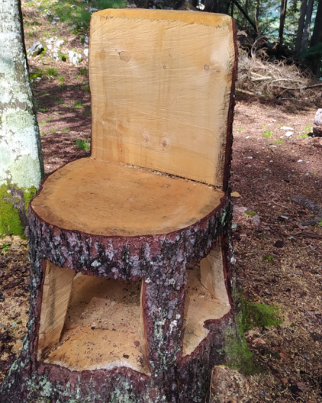 Un fauteuil taillé dans une souche, au milieu de la forêt